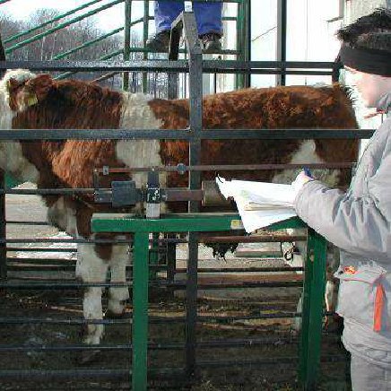 牛犊的常规级 - 下一代余额 - 代表 - The-Q640